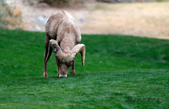 关于辽阔草原夺羊比赛，传统竞技里的速度争锋的信息