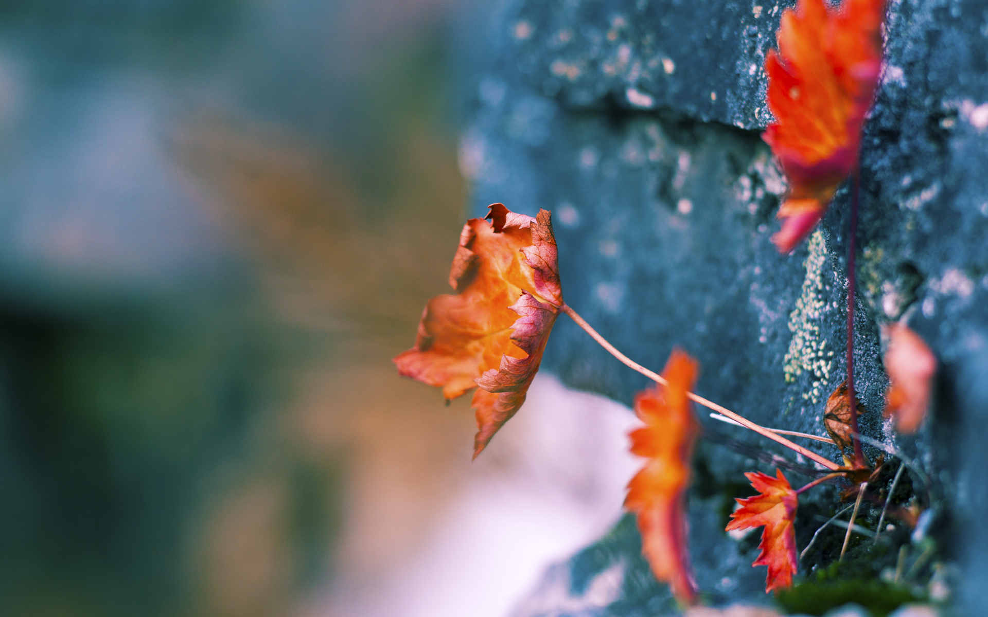 广州龙狮球队主场战绩显著增强，广州龙狮队队员