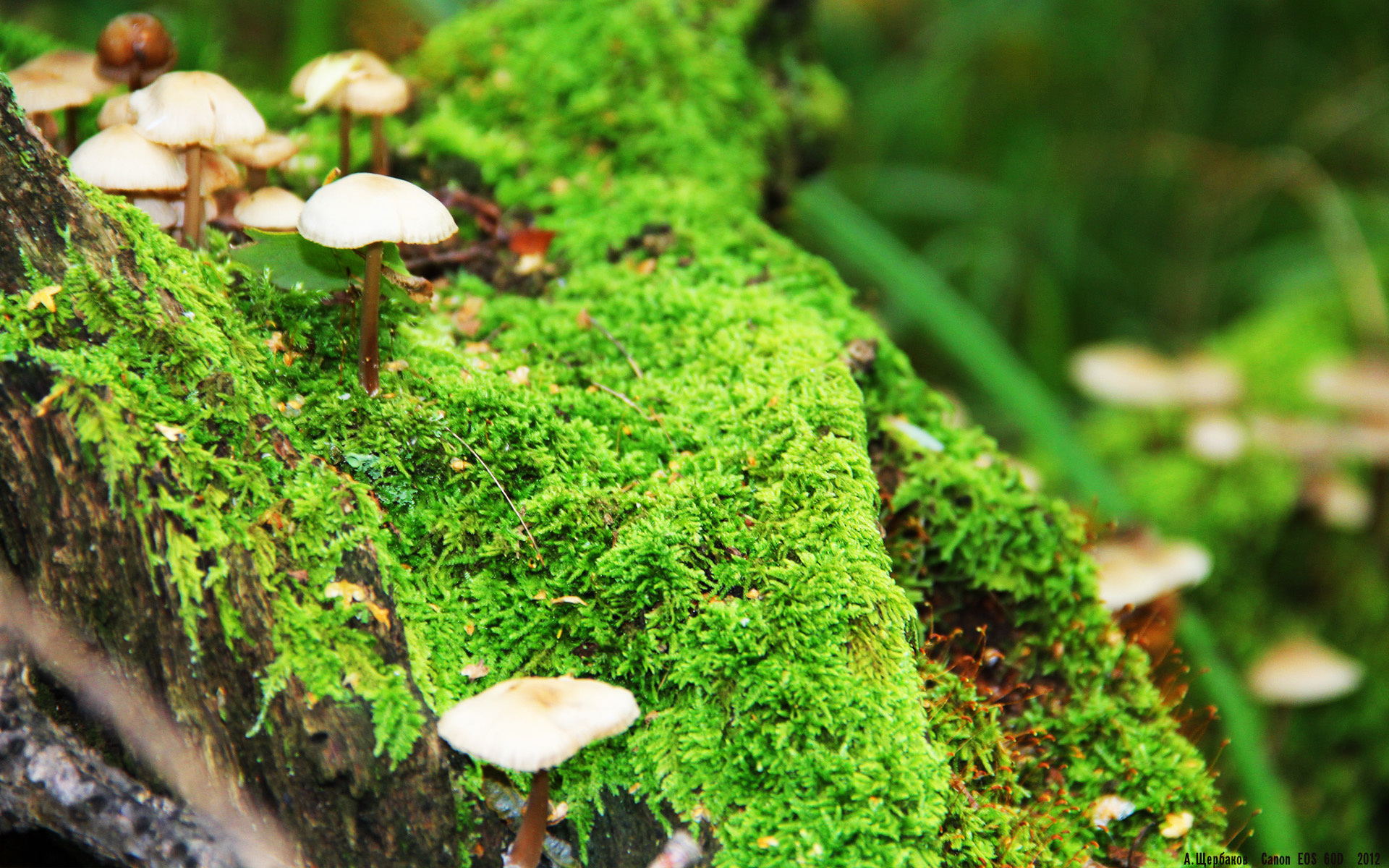 乐鱼体育买球-比利时羽毛球选手在男子双打比赛中获得第八名，比利时网球名将