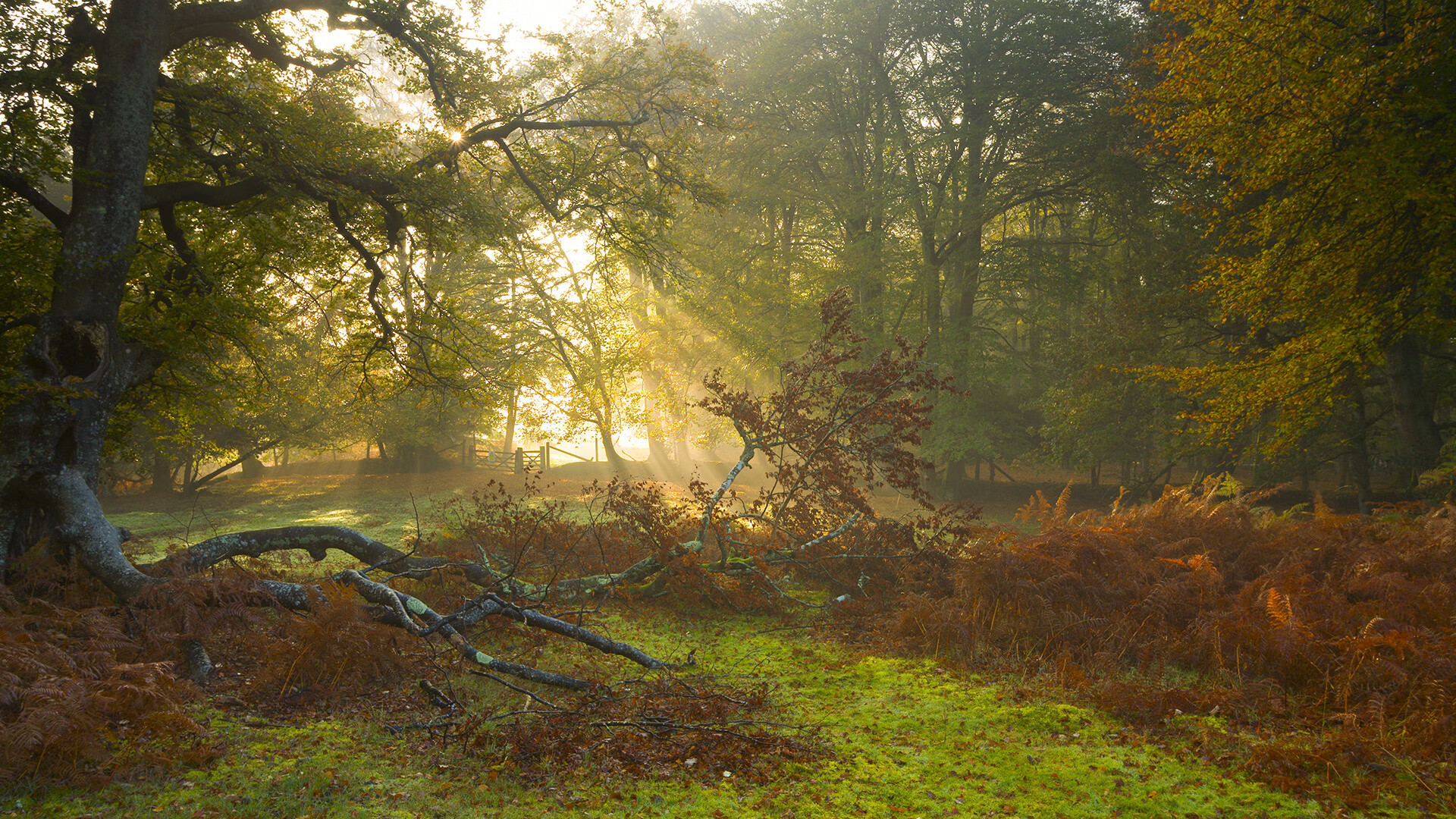 美国女足在巴黎奥运会比赛中以2-1战胜葡萄牙，美国女足里约奥运会