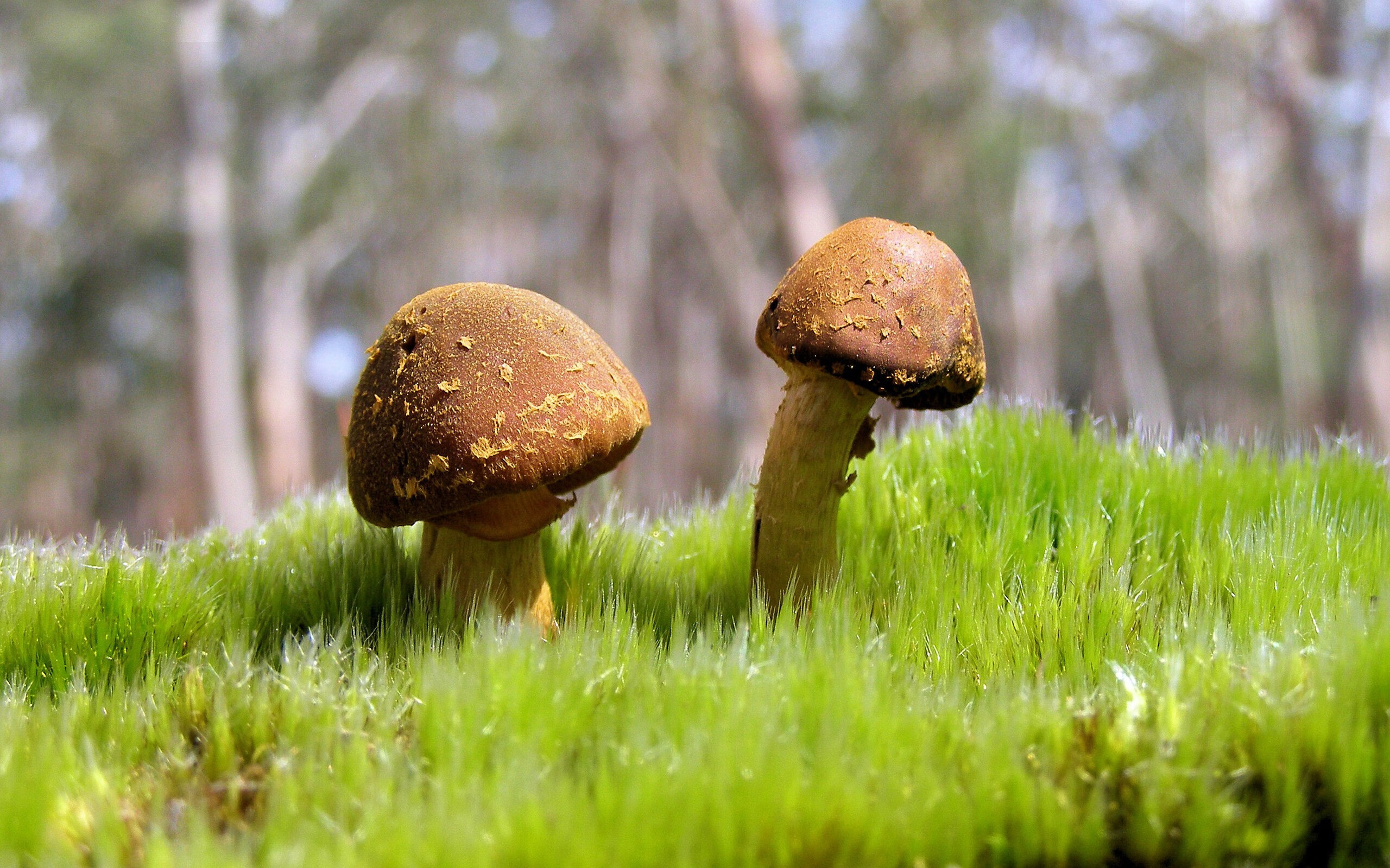 意甲快速反击：瞬间突袭，超燃全场！，意甲的比赛